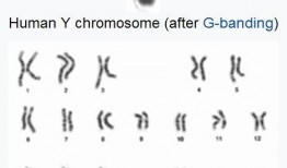 Y染色体,揭秘男性遗传密码的奥秘