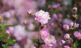 花飞满城春,花飞满城，共赏繁花盛宴