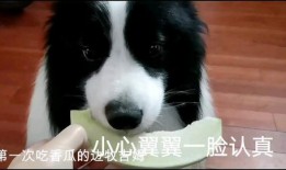 娱乐吃瓜酱边牧