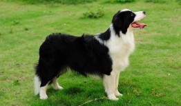 娱乐吃瓜酱边牧