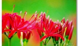 如花如荼,绽放的生命之韵