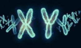 Y染色体,揭秘男性遗传密码的奥秘