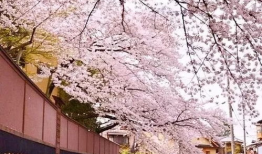 零落花如许,春意盎然的诗意漫步