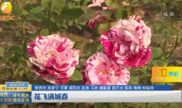 花飞满城春,花飞满城，共赏繁花盛宴